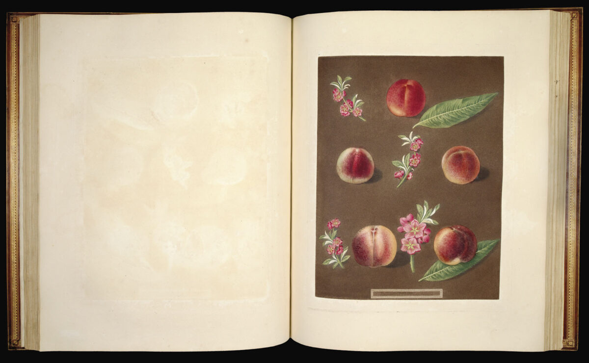 BROOKSHAW, George Pomona Britannica;