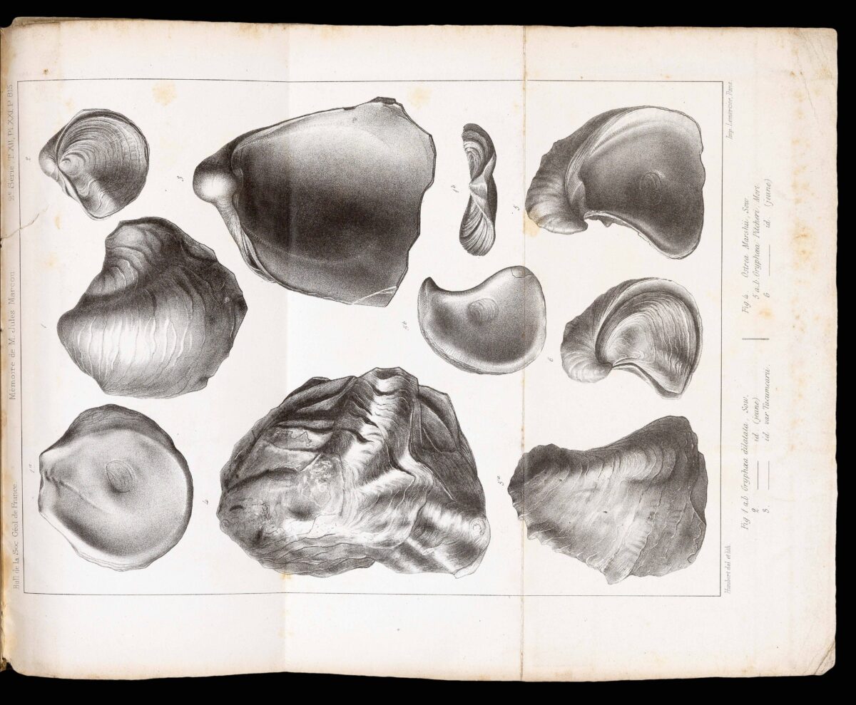 MARCOU, Jules Carte Geologique des Etas-Unis et des Provinces Anglaises de l'Amerique du Nord
