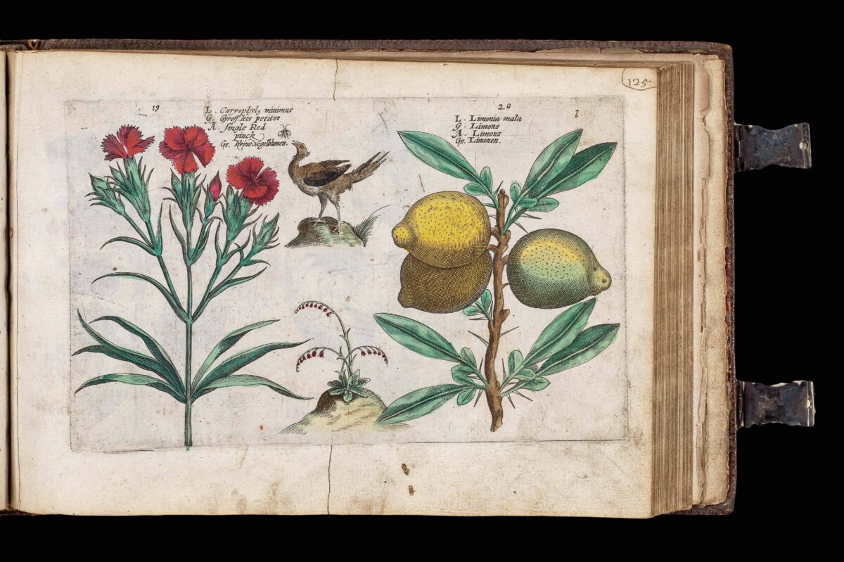 WOUTNEEL, Hans; Crispin de PASSE, the elder and younger; and VISSCHER, Claez Jansz, after Jacob and Joris HOEFNAGEL, Assuerus van LONDERSEEL, Nicolaes de BRUYN, and Adrian COLLAERT [Untitled album of Natural History engravings].