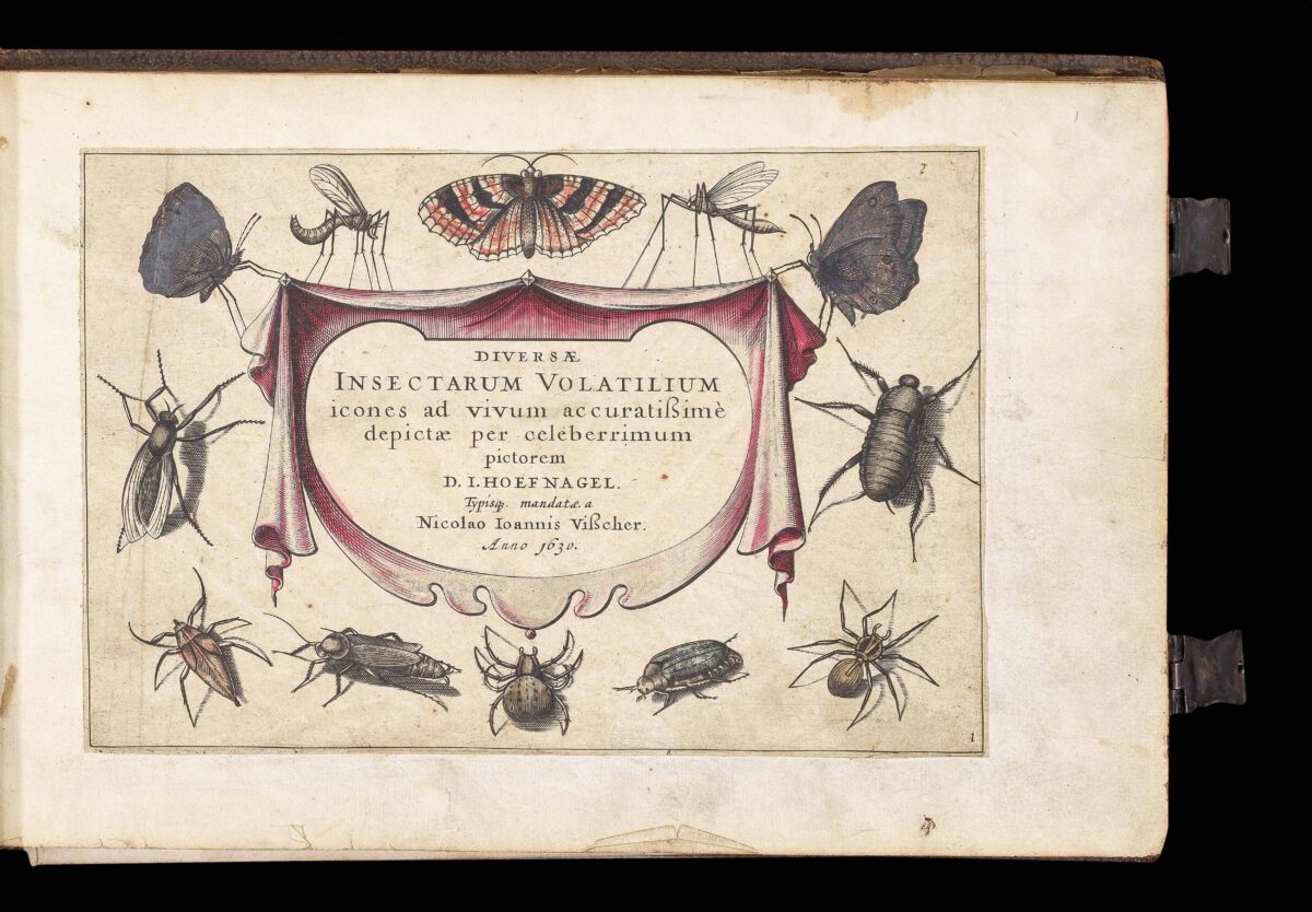WOUTNEEL, Hans; Crispin de PASSE, the elder and younger; and VISSCHER, Claez Jansz, after Jacob and Joris HOEFNAGEL, Assuerus van LONDERSEEL, Nicolaes de BRUYN, and Adrian COLLAERT [Untitled album of Natural History engravings].