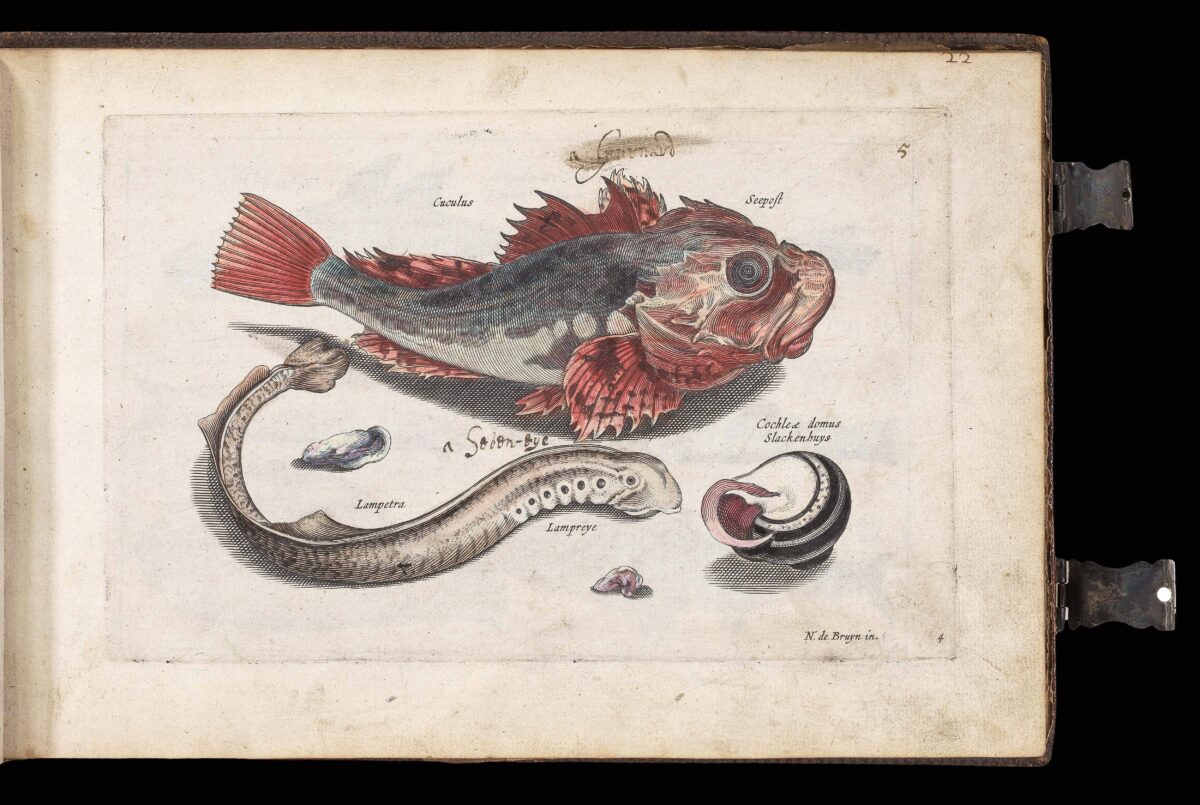 WOUTNEEL, Hans; Crispin de PASSE, the elder and younger; and VISSCHER, Claez Jansz, after Jacob and Joris HOEFNAGEL, Assuerus van LONDERSEEL, Nicolaes de BRUYN, and Adrian COLLAERT [Untitled album of Natural History engravings].