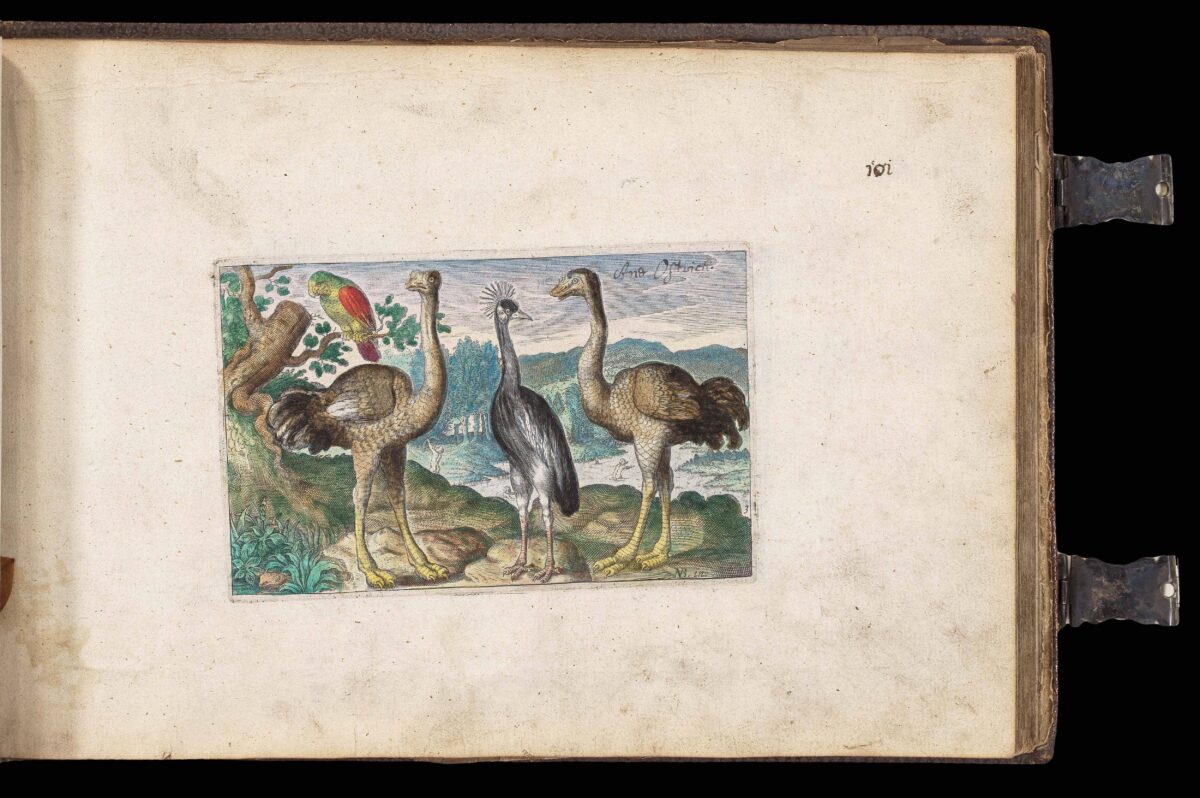 WOUTNEEL, Hans; Crispin de PASSE, the elder and younger; and VISSCHER, Claez Jansz, after Jacob and Joris HOEFNAGEL, Assuerus van LONDERSEEL, Nicolaes de BRUYN, and Adrian COLLAERT [Untitled album of Natural History engravings].