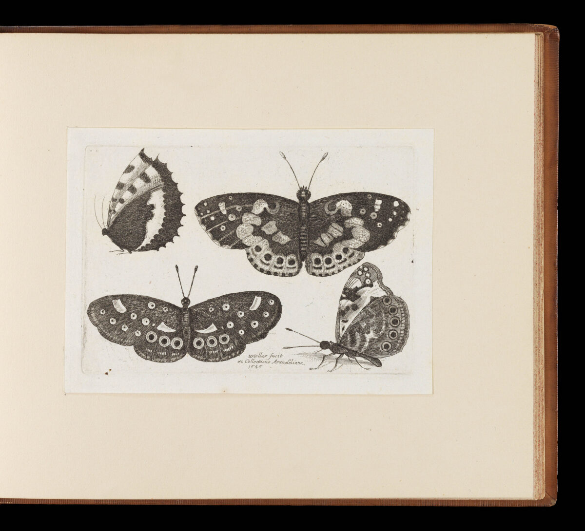 HOLLAR, Wenceslaus Muscarum scarabeorum vermiumq varuiae figure & formae.