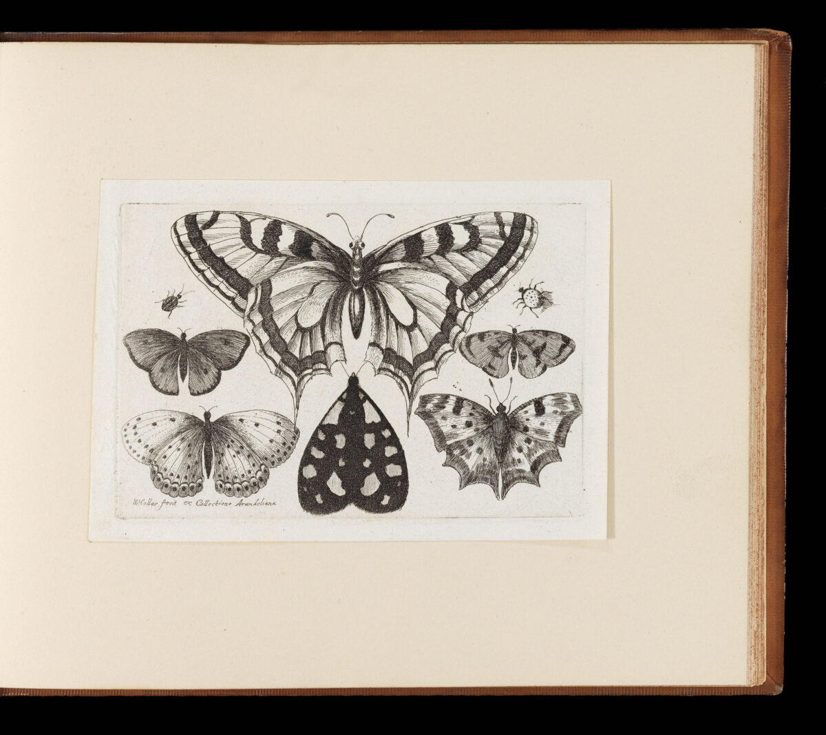 HOLLAR, Wenceslaus Muscarum scarabeorum vermiumq varuiae figure & formae.