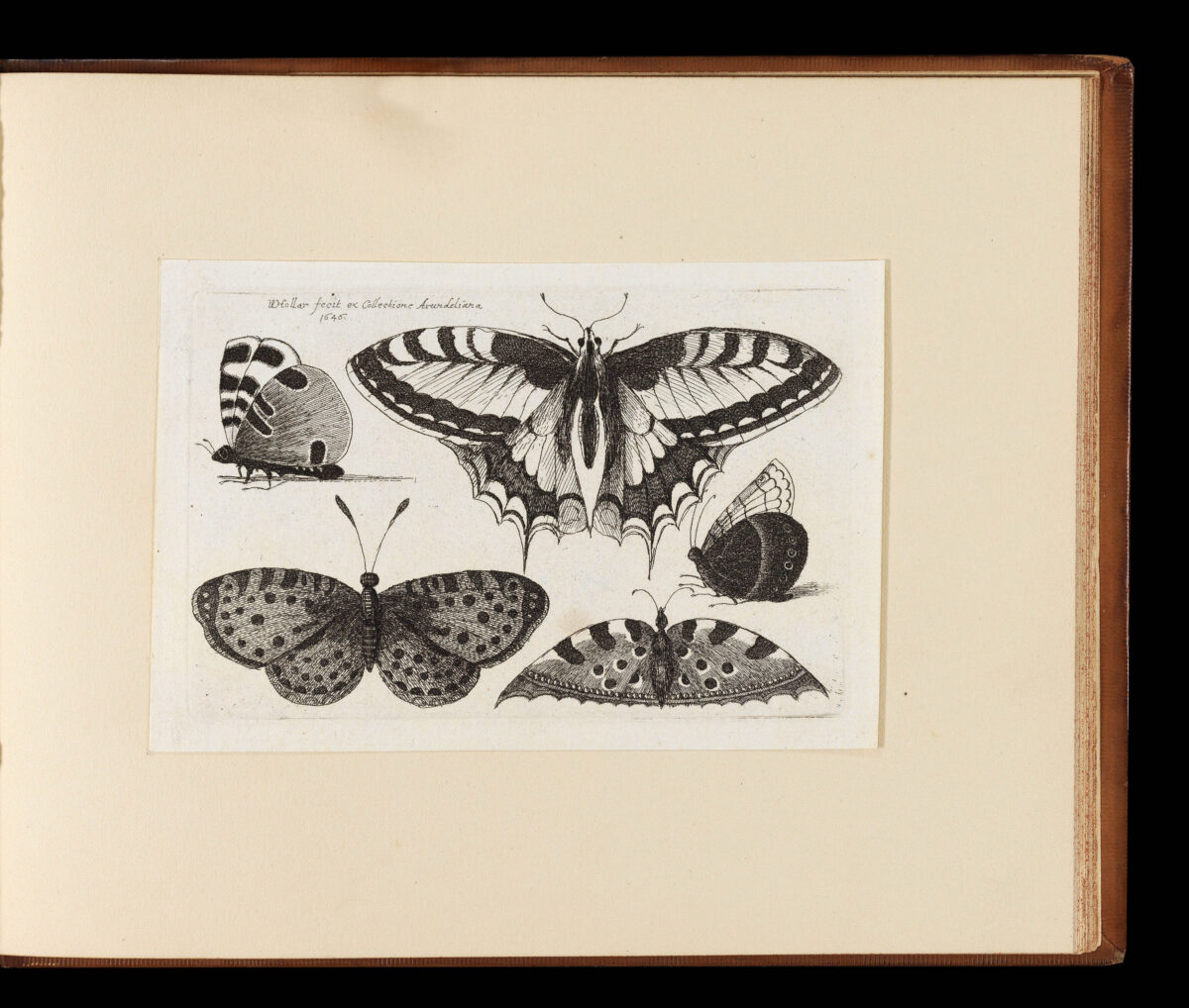 HOLLAR, Wenceslaus Muscarum scarabeorum vermiumq varuiae figure & formae.