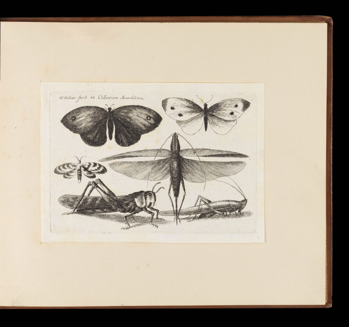 HOLLAR, Wenceslaus Muscarum scarabeorum vermiumq varuiae figure & formae.