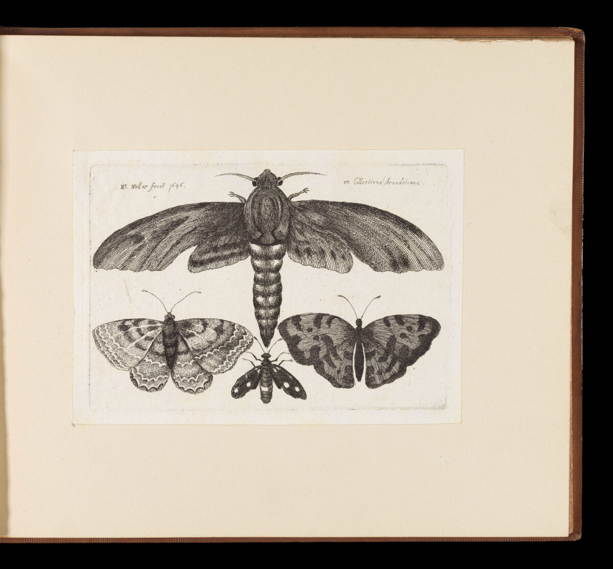HOLLAR, Wenceslaus Muscarum scarabeorum vermiumq varuiae figure & formae.