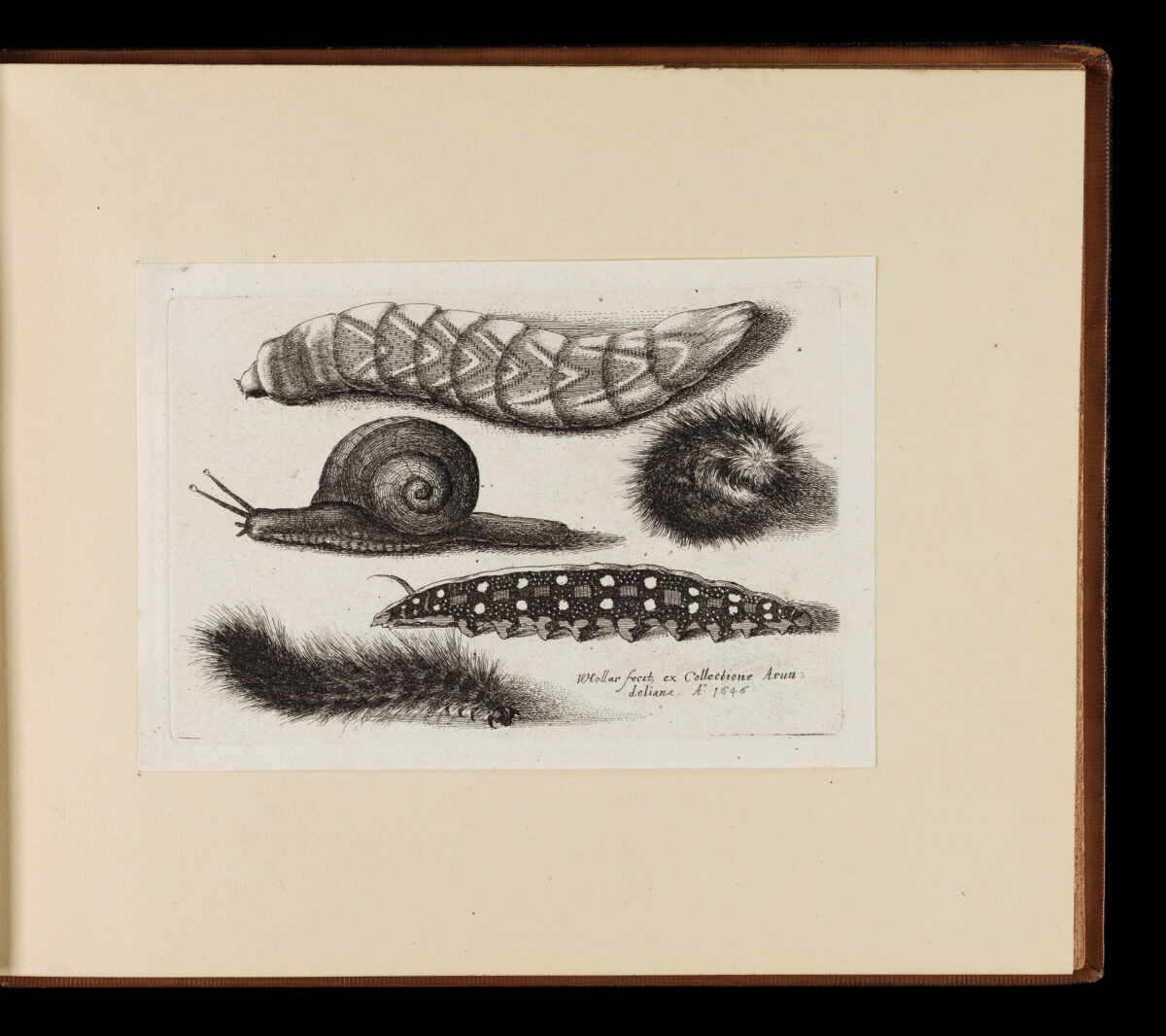 HOLLAR, Wenceslaus Muscarum scarabeorum vermiumq varuiae figure & formae.