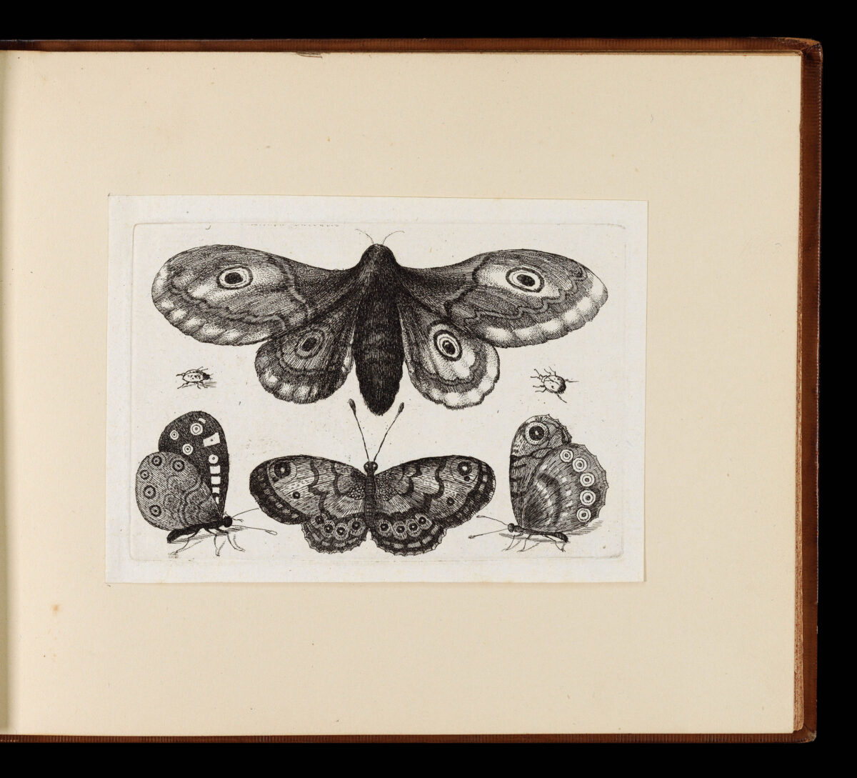 HOLLAR, Wenceslaus Muscarum scarabeorum vermiumq varuiae figure & formae.