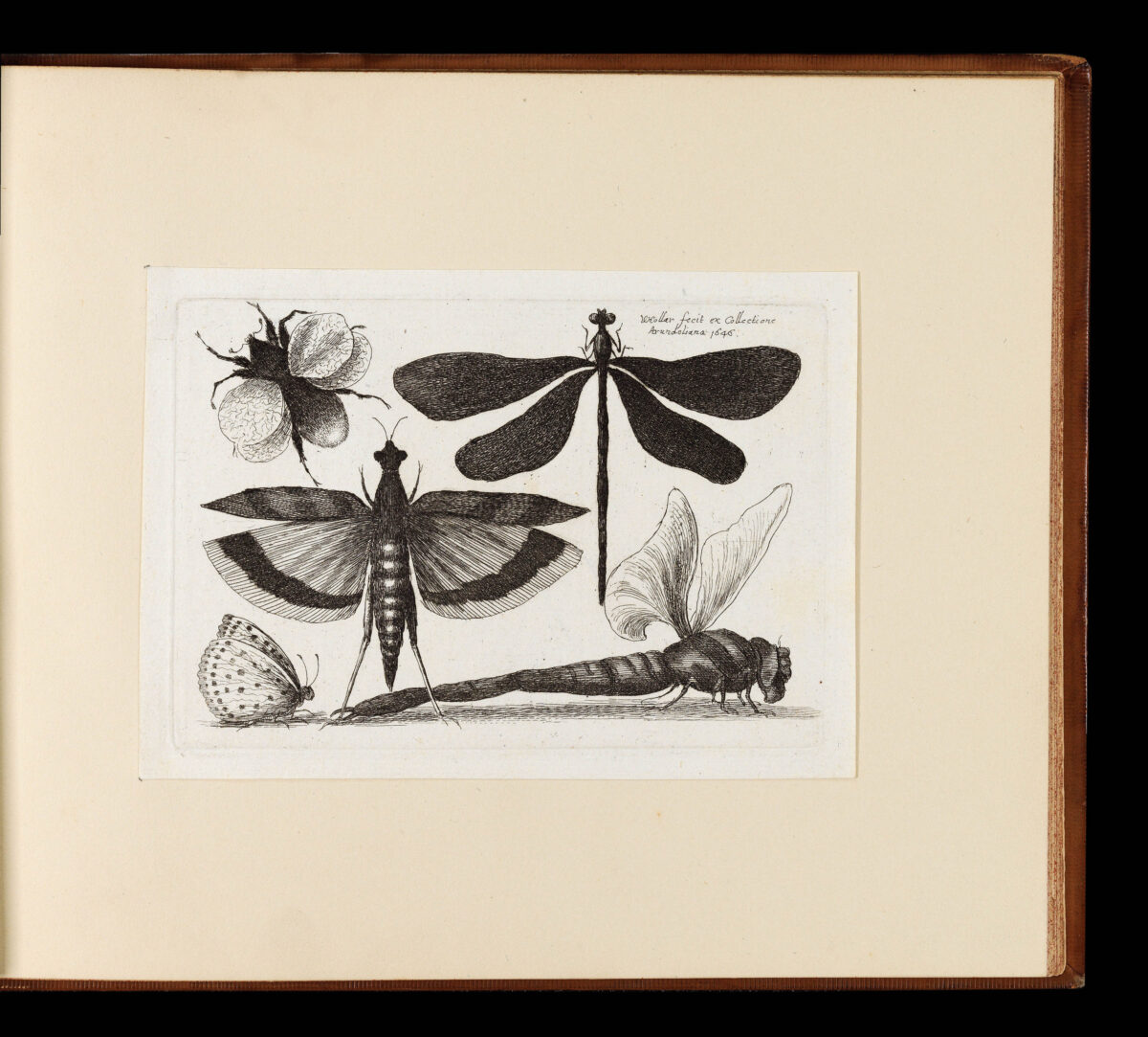 HOLLAR, Wenceslaus Muscarum scarabeorum vermiumq varuiae figure & formae.