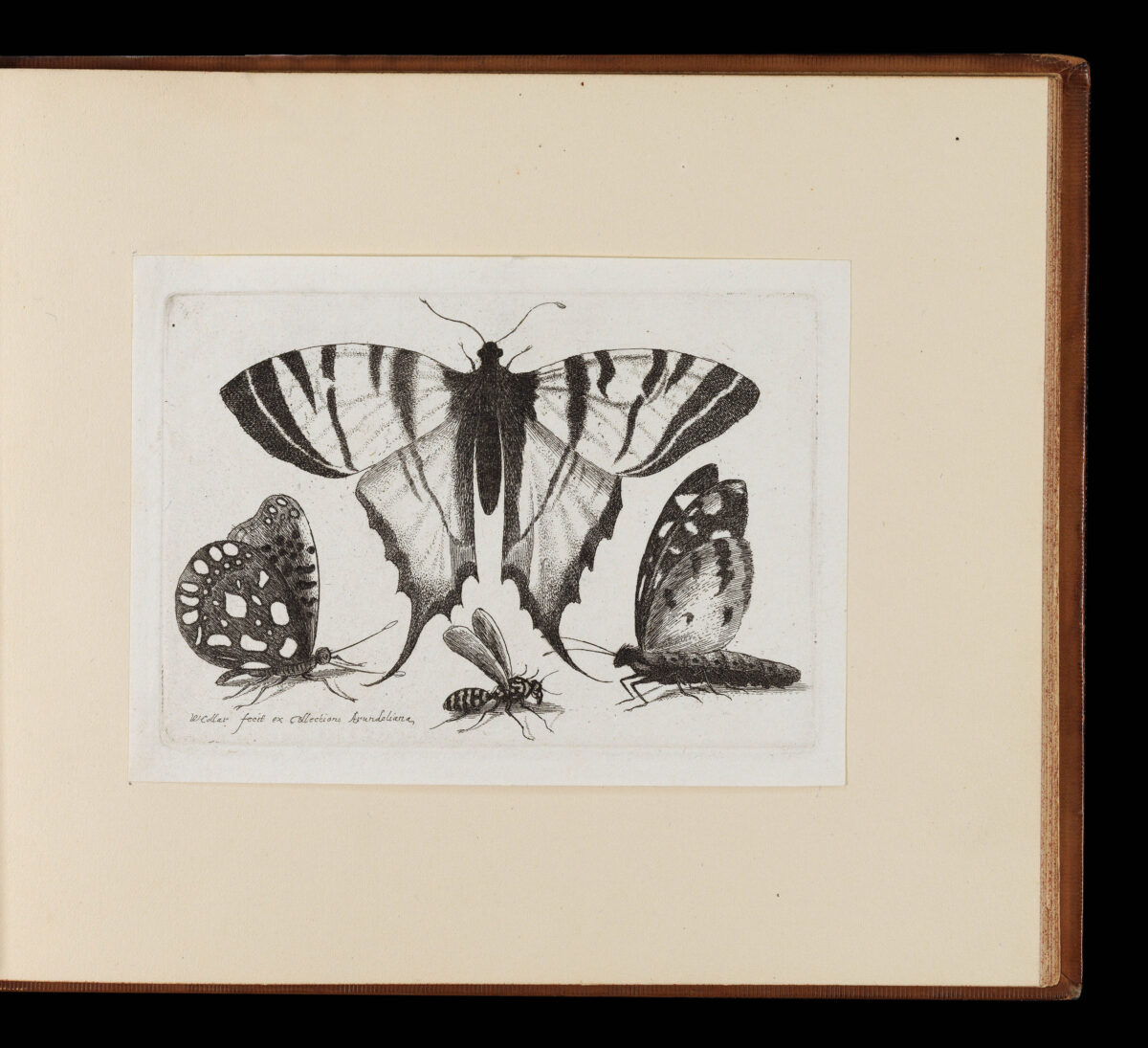 HOLLAR, Wenceslaus Muscarum scarabeorum vermiumq varuiae figure & formae.