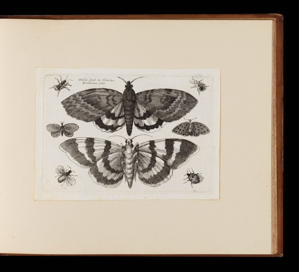 HOLLAR, Wenceslaus Muscarum scarabeorum vermiumq varuiae figure & formae.