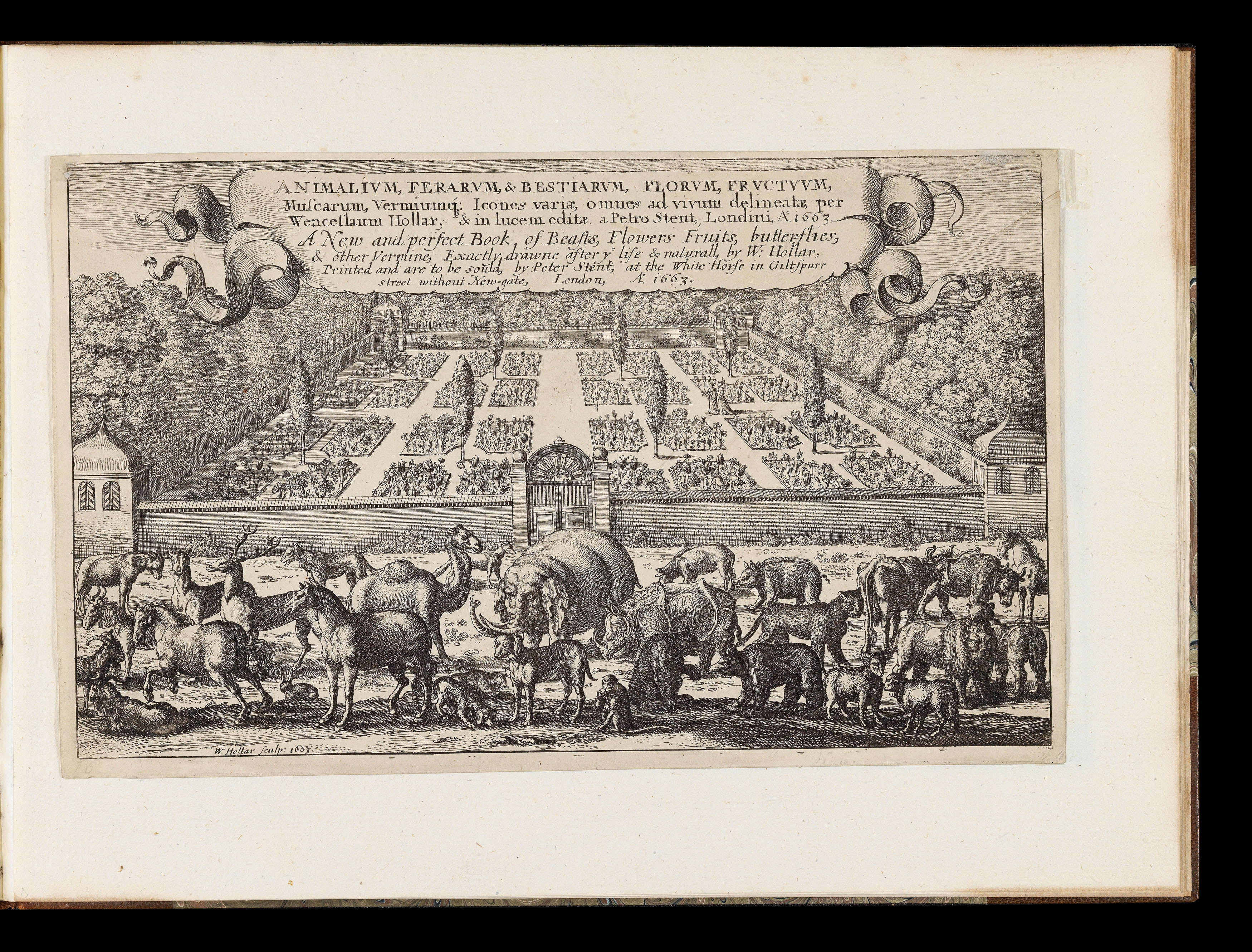 HOLLAR, Wenceslaus Animalium, ferarum, et bestiarum,