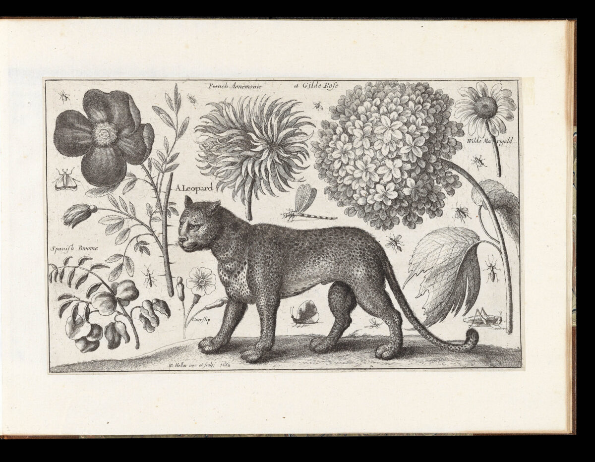 HOLLAR, Wenceslaus Animalium, ferarum, et bestiarum,