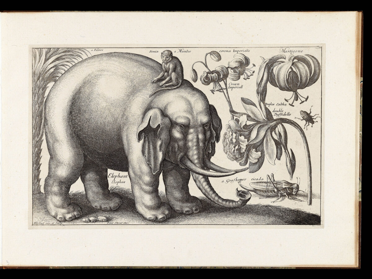 HOLLAR, Wenceslaus Animalium, ferarum, et bestiarum,