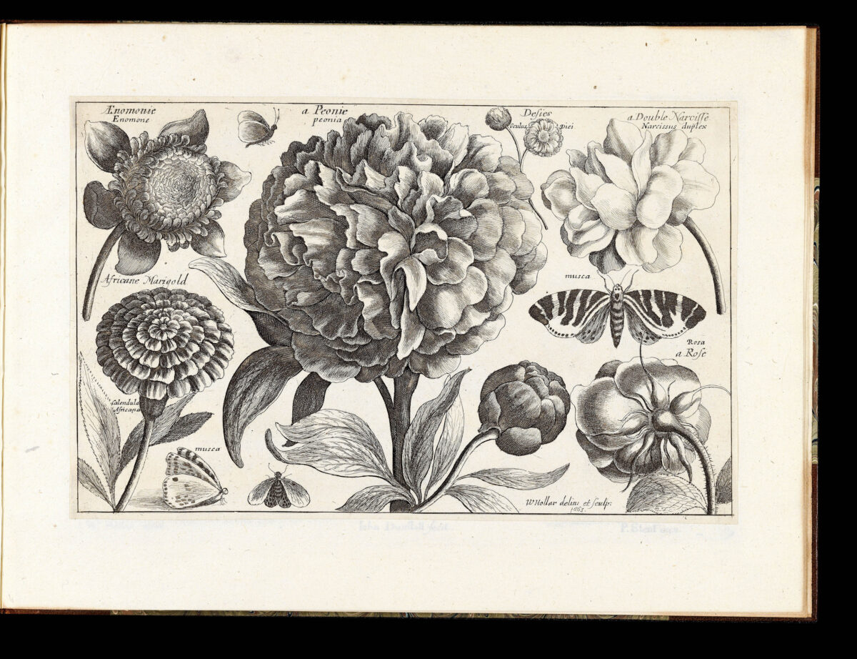 HOLLAR, Wenceslaus Animalium, ferarum, et bestiarum,