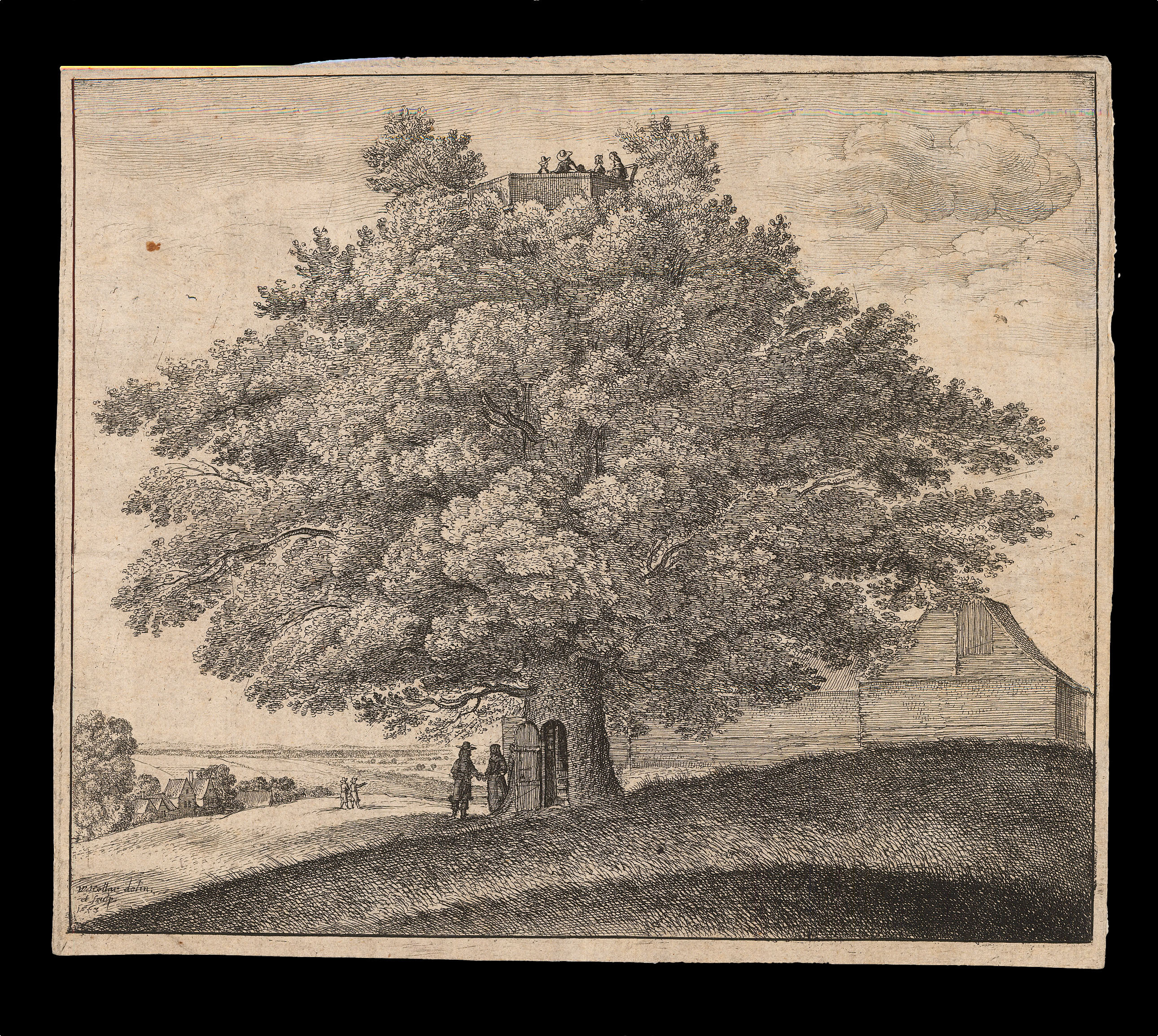 HOLLAR, W[enceslaus] [Print of large tree with door]