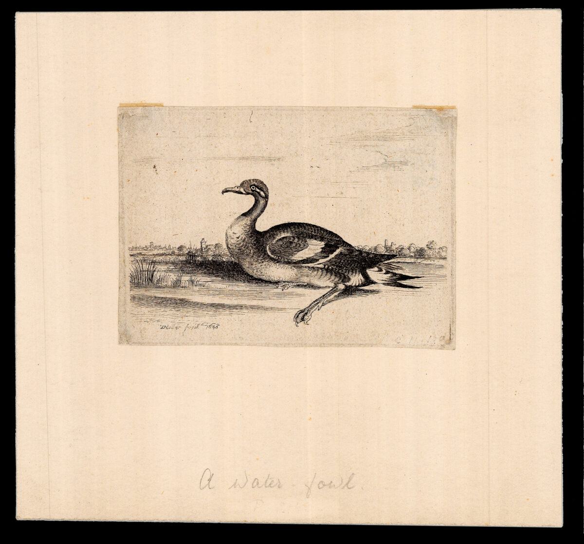 HOLLAR, W[enceslaus] [Print of a Water Fowl]