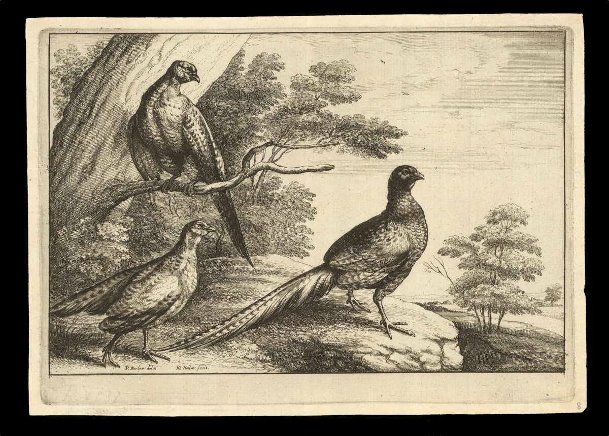 HOLLAR, W[enceslaus] [after] Francis BARLOW Diversae Avium Species Studiosissime ad Vitam Delineatae