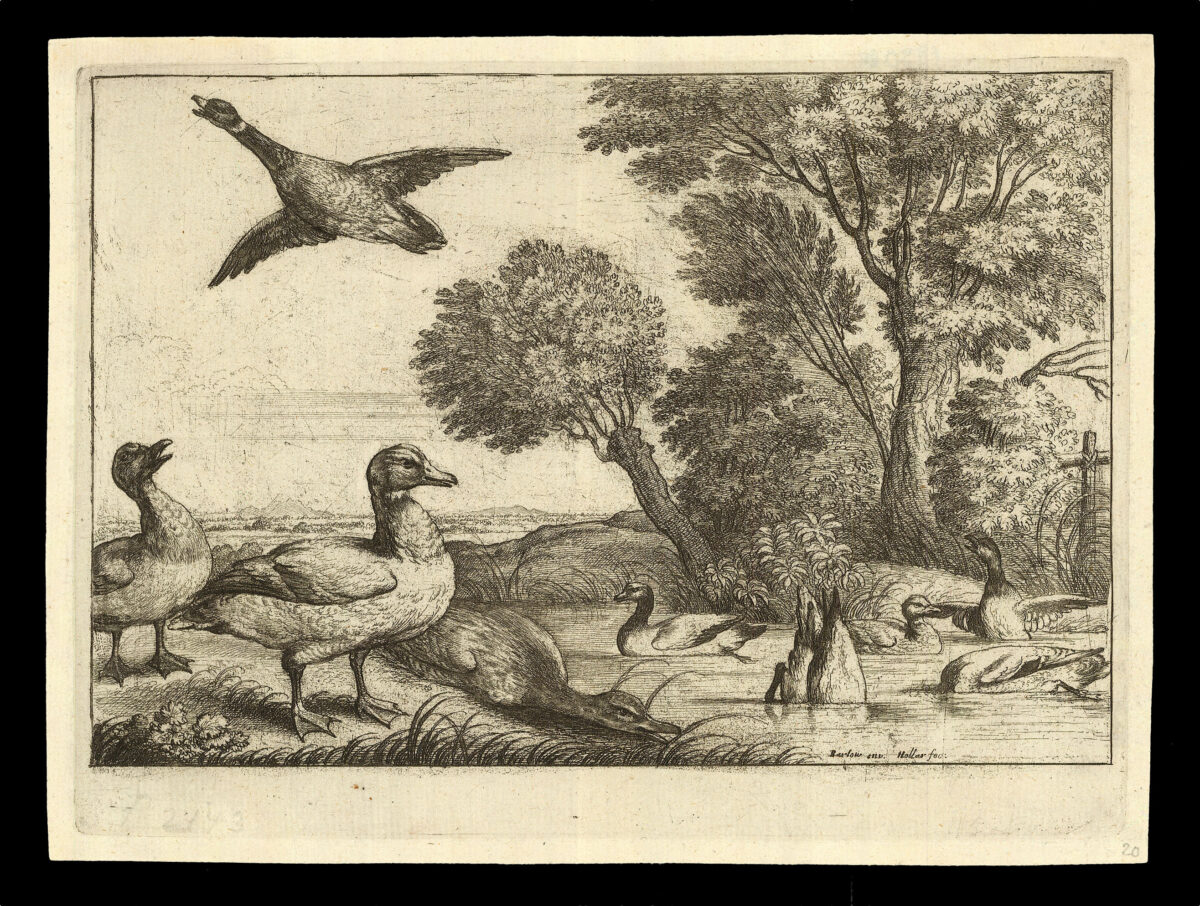 HOLLAR, W[enceslaus] [after] Francis BARLOW Diversae Avium Species Studiosissime ad Vitam Delineatae