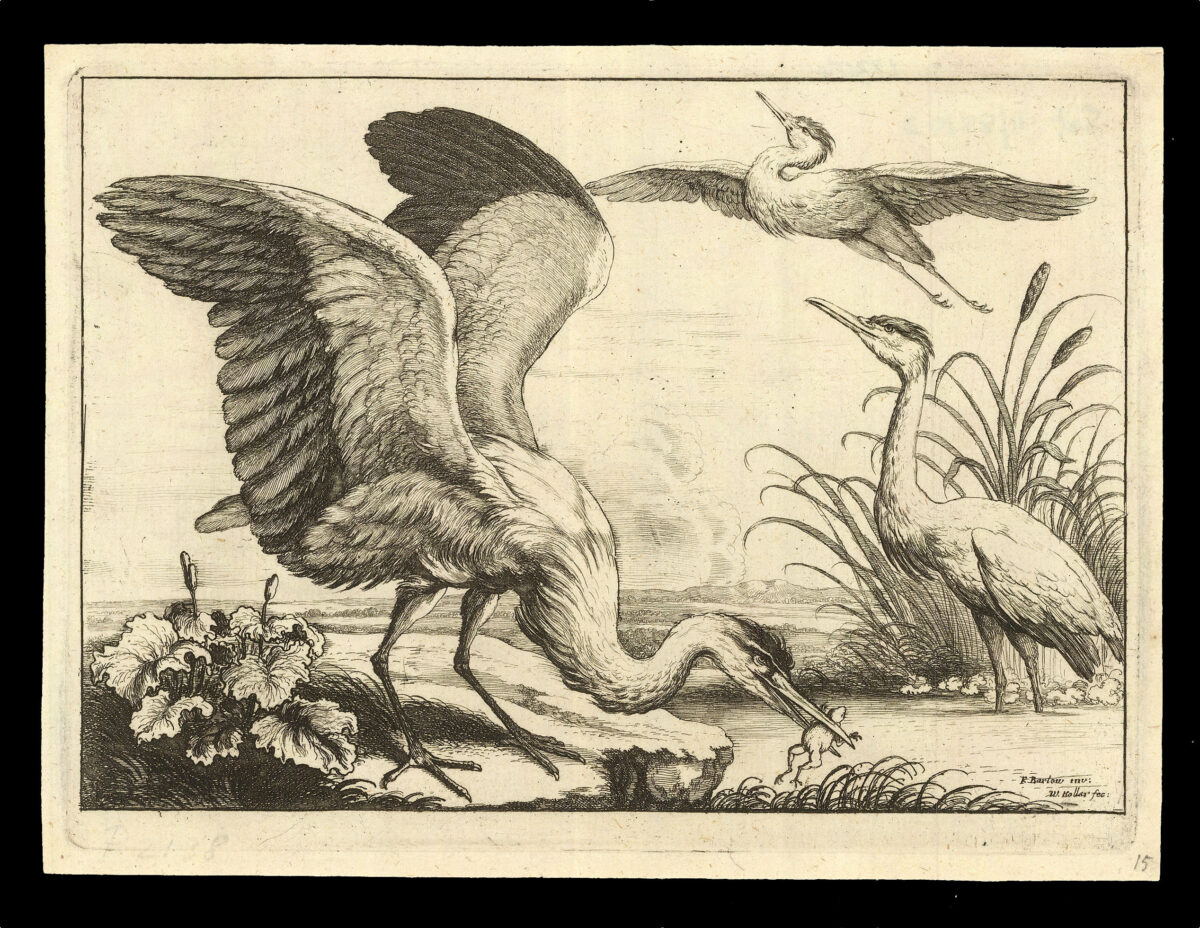 HOLLAR, W[enceslaus] [after] Francis BARLOW Diversae Avium Species Studiosissime ad Vitam Delineatae