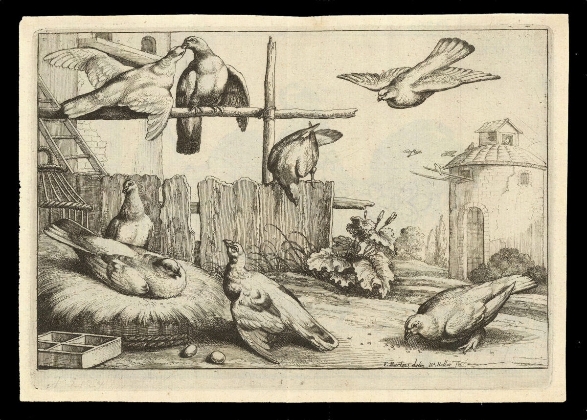 HOLLAR, W[enceslaus] [after] Francis BARLOW Diversae Avium Species Studiosissime ad Vitam Delineatae