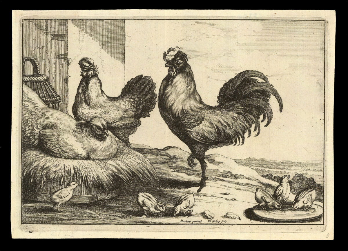 HOLLAR, W[enceslaus] [after] Francis BARLOW Diversae Avium Species Studiosissime ad Vitam Delineatae
