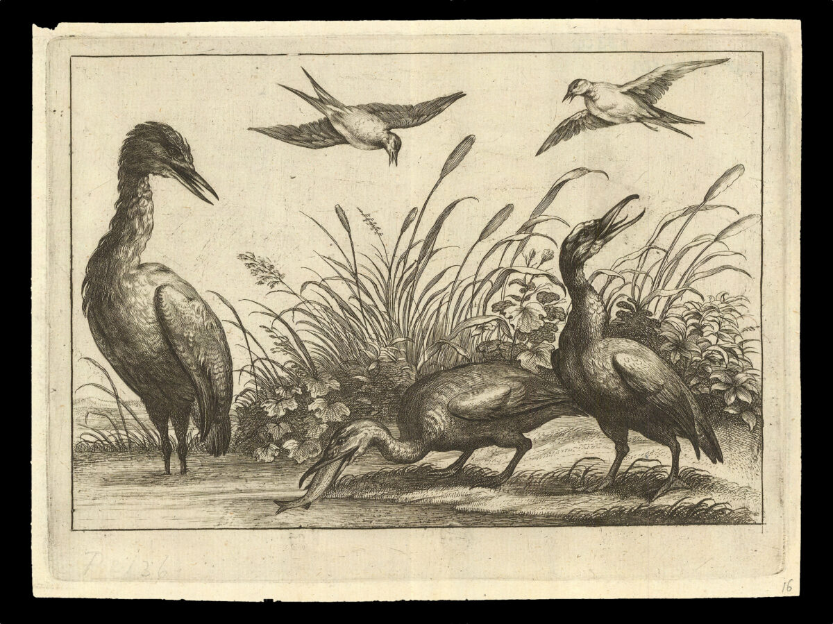 HOLLAR, W[enceslaus] [after] Francis BARLOW Diversae Avium Species Studiosissime ad Vitam Delineatae