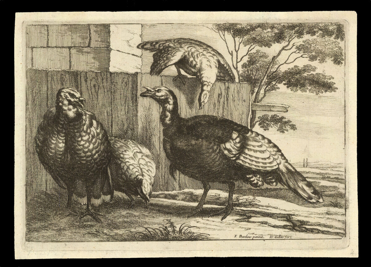 HOLLAR, W[enceslaus] [after] Francis BARLOW Diversae Avium Species Studiosissime ad Vitam Delineatae