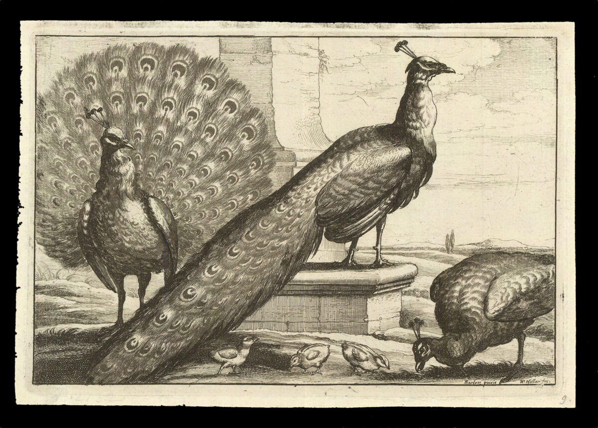 HOLLAR, W[enceslaus] [after] Francis BARLOW Diversae Avium Species Studiosissime ad Vitam Delineatae