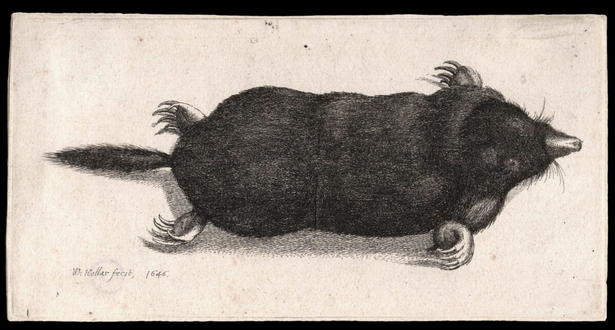 HOLLAR, W[enceslaus] [Dead Mole]